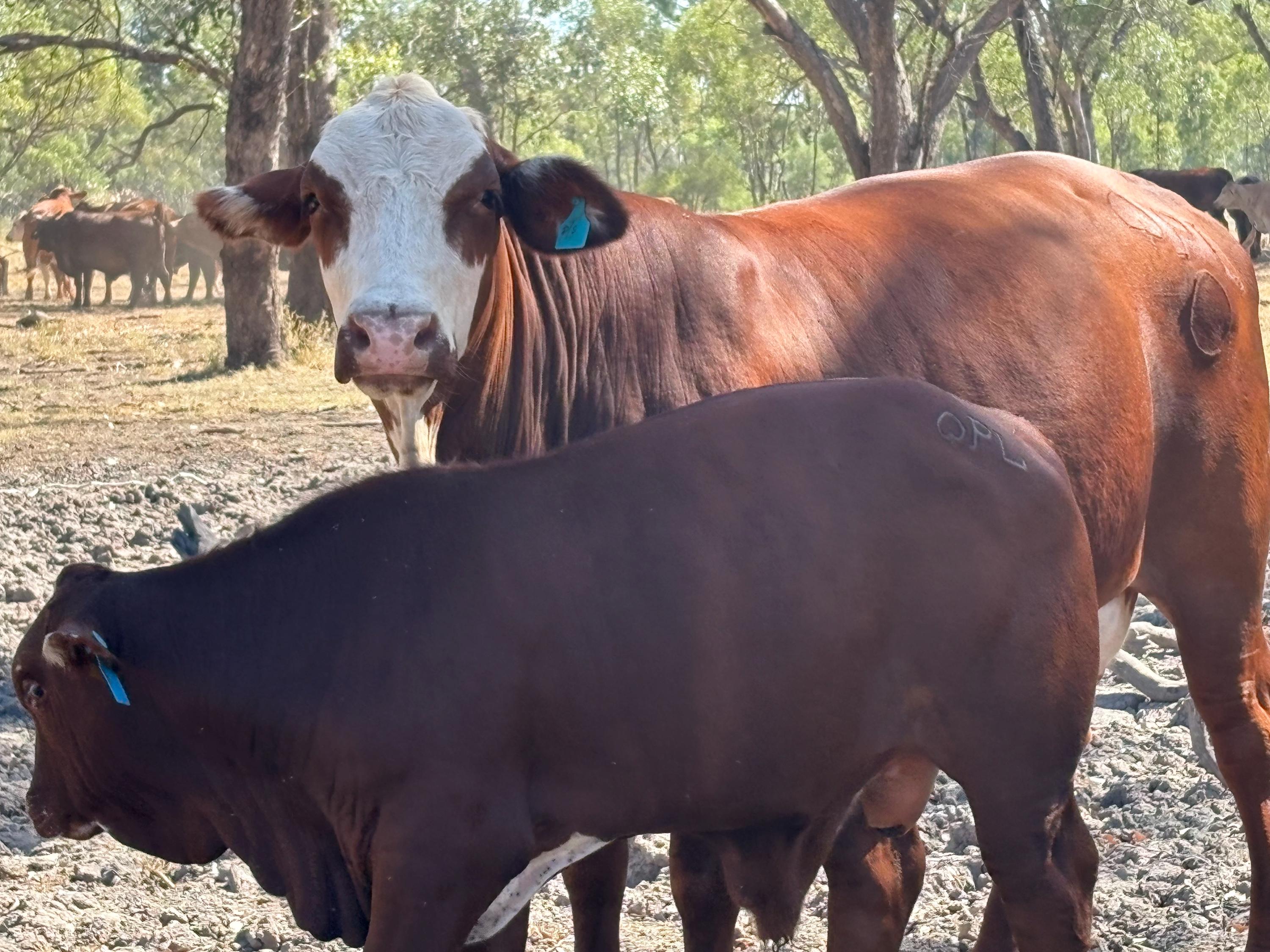 Personalised Cattle tags for your herd
