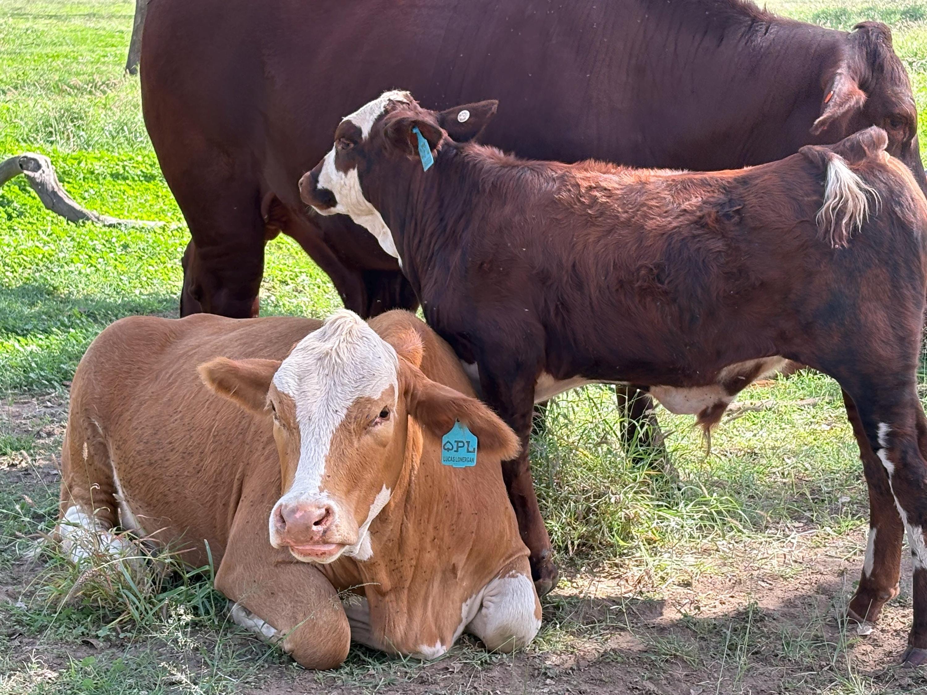 Personalised Cattle tags for your herd