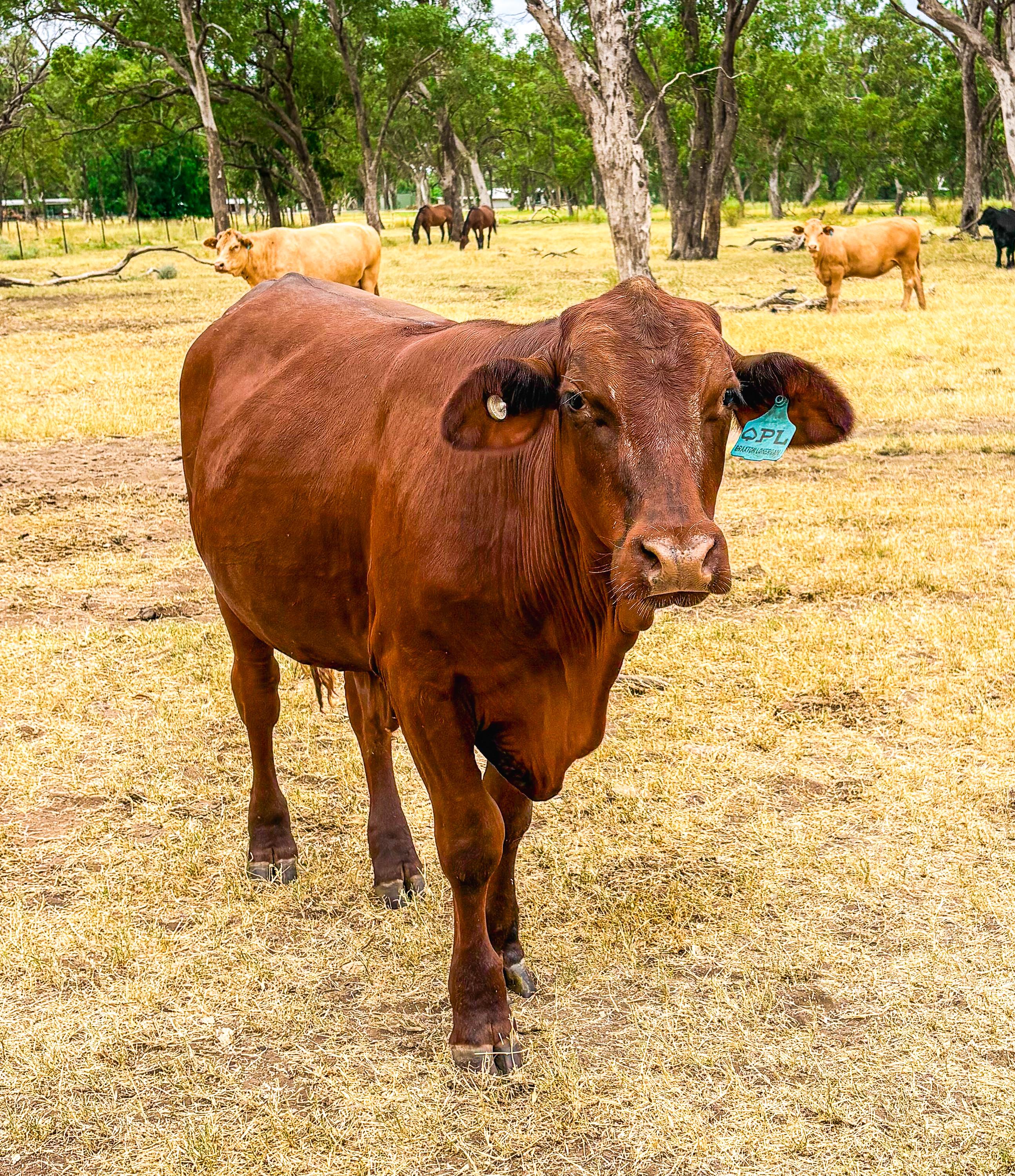 Personalised Cattle tags for your herd
